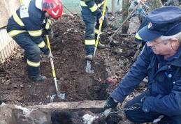 Intervenție contra timp a pompierilor botoșăneni: au eliberat o bovină căzută într-o groapă de doi metri