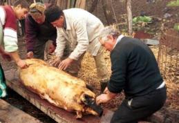 Carnea de porc provenită din sacrificări în gospodărie nu poate fi comercializată! ANSVSA reamintește regulile privind comerțul de sărbători