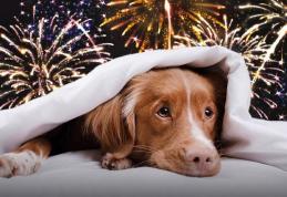 Artificiile și animalele de companie. Cum protejăm câinii și pisicile în noaptea de Revelion