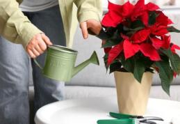 Totul despre Crăciuniță sau Steaua Crăciunului. Cum să o păstrezi înflorită tot anul și ce greșeli să eviți