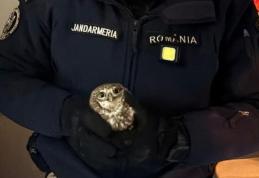Un botoșănean a solicitat sprijinul jandarmilor după ce o bufniță a intrat în bucătăria acestuia