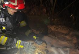 Cățel salvat de pompieri dintr-o fosă dezafectată de aproape doi metri