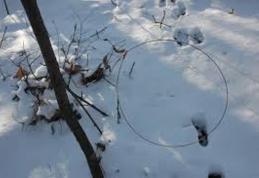 Bărbat reținut pentru braconaj cinegetic și transportul vânatului