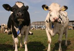 Termen-limită pentru depunerea deconturilor justificative aferente eco-schemelor zootehnice – Campania 2025