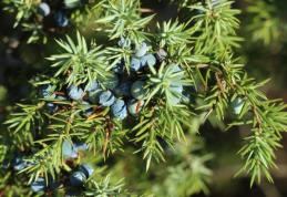 Planta care te ajută să slăbești