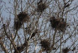 Primim la redacție – „Situație neplăcută privind înmulțirea excesivă a ciorilor în Parcul Brazi din Dorohoi”