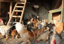 Câte animale pot crește românii care locuiesc la țară sau la oraș. Amenzile pot ajunge până la 12.000 de lei