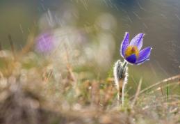 Prognoza meteo pentru luna aprilie. Val de ploi de Florii și de Paște