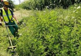 Primăria Municipiului Dorohoi: COMUNICAT cu privire la combaterea buruienii AMBROZIA