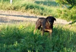 Dosar penal și amendă de 3.000 de lei pentru un bărbat al cărui câine a mușcat o minoră