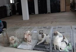 Peste 200 de animale sterilizate în două zile la Flămânzi – un model care funcționează - FOTO