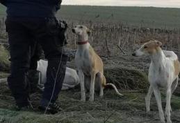 Braconajul în atenția polițiștilor. Controale la deținătorii de ogari