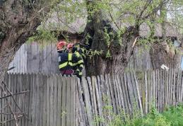 Foc pornit dintr-un copac, la un pas să cuprindă o casă din Hilișeu-Horia