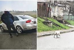 Sancționat cu 3.000 de lei pentru ca a abandonat un cățel