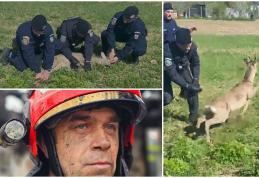 Căprioară rătăcită într-un cartier din Botoșani ajutată de jandarmi să revină în mediul natural