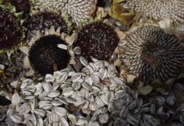 Excesul de semințe de floarea soarelui poate duce la cancer