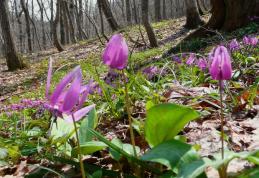 Vine, vine primăvara
