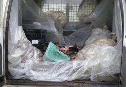 Peştele fără documente i-a adus un dosar penal