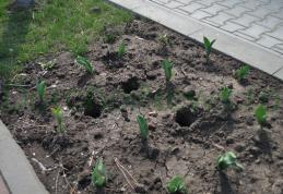 Dorohoi: „Dispariţii misterioase” a zeci de lalele