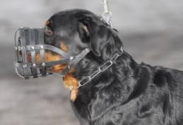 Amenzi aplicate de polițiști, proprietarilor de câini periculoși