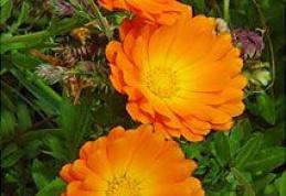 Florile de gălbenele sunt un adevărat medicament pentru îngrijirea pielii