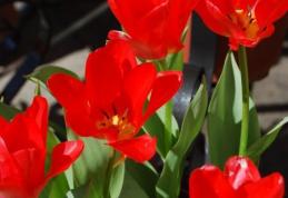 Aproximativ 2000 de lalele furate din municipiul Dorohoi