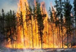 Incendiu puternic lângă Vatra Dornei de la un grătar. 400 de persoane intervin la stingerea flăcărilor 