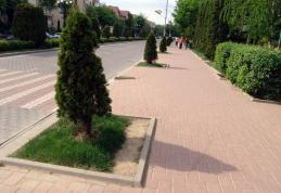 La Dorohoi, spațiile verzi „ne cheamă” la protecție