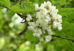 Afecțiuni ale organismului tratate cu flori de Salcâm