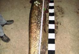 Somn de peste 40 kg pescuit din râul Prut în perioada de prohibiţie