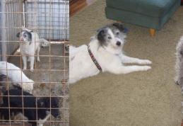 Asociația ADOR: 1 an de la masacrul din 11 mai