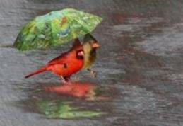 ATENȚIE: Vremea se răceşte considerabil de duminică