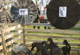 Miei şi pielicele la Târgul de la Popăuţi 