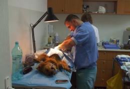 A început campania de sterilizare a cățeilor din Botoşani