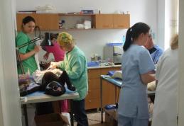 Campania de sterilizare a cățeilor comunitari a fost oprită după doar 4 zile   