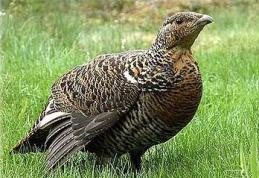  România nu respectă reglementările UE cu privire la vânarea păsărilor     