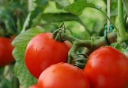 Roşiile ţin sub control obezitatea şi diabetul