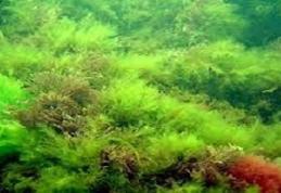 Algele marine mai bune ca pasta de dinţi împotriva cariilor