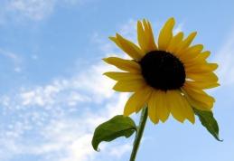 Temperaturile vor scădea, doar în sudul ţării vremea va rămâne călduroasă