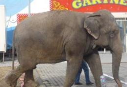 NOU: Circul internaţional Gartner va veni în Dorohoi