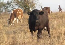 75 la sută din culturi sunt compromise. Botoşaniul pârjolit de secetă