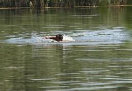 A trecut frontiera pentru a pescui pe celălalt mal al Prutului