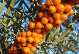 Cătina este alimentul-minune care te ajută să slăbeşti