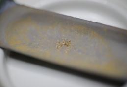 O  bacterie care produce aur pur a fost descoperită de cercetători