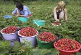 Românii plecaţi în străinătate au trimis peste 35 de miliarde de euro în ţară în ultimii opt ani