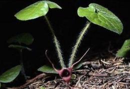 Leacul miraculos care te scapă de cancer in 40 de zile. Secretul păstrat de chinezi de sute de ani