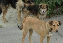 Sadic botoşănean cercetat pentru uciderea unor căţei