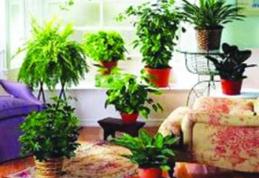 Unele plante de apartament pot aduce moartea