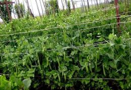 100 locuri de muncă pentru culegători de mazăre în Danemarca