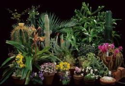 Vampirii energetici pe care îi ţinem în apartament. Plantele care ne ucid